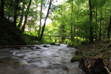 Obraz premium Foret-Rivière