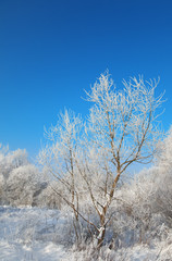 wild winter scenery with hoarfrost