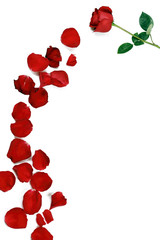 A rose flower with trailing rose petals and copy space