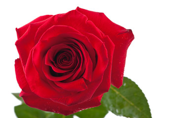 red rose isolated