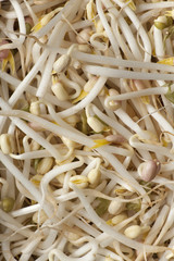 Bean sprouts full frame