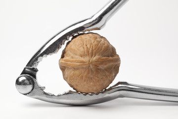 Walnut in a nutcracker