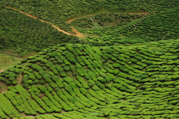 Tea plantation