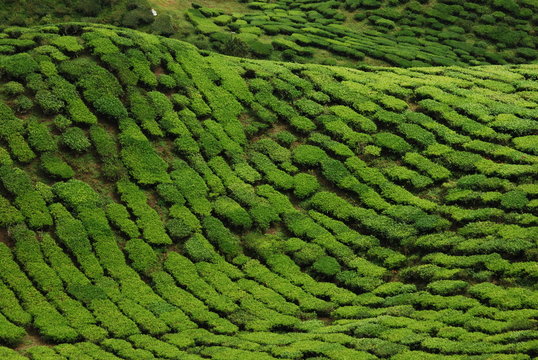 Plantation de th&eacute;