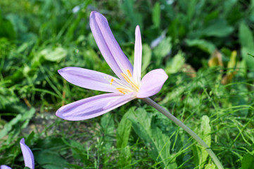 Fototapeta premium Krokus