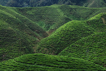 Plantation de th&eacute;