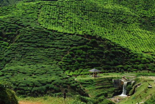 Plantation de th&eacute;