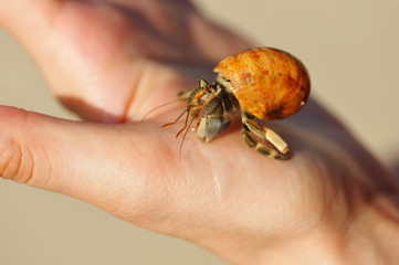 Hermit Crab in a hand