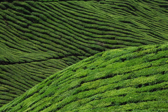 Plantation de th&eacute;