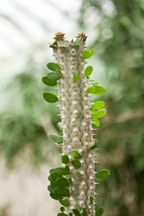 Cactus with children