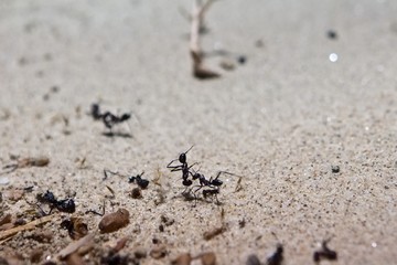 Desert ants cataglyphis