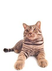 Obraz premium Funny kitten .