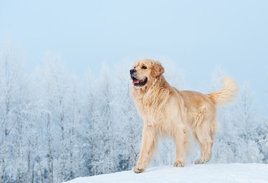 Golden retriever playing in the snow