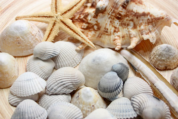 coquillages