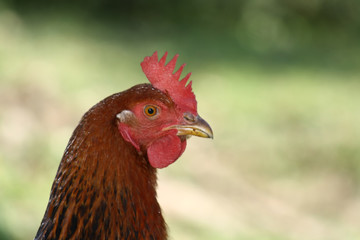 Pollo
