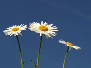 Dreierblüte