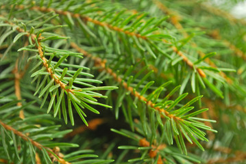 Naklejka na ściany i meble Pine branches