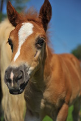 Fototapeta premium Fohlen Portrait