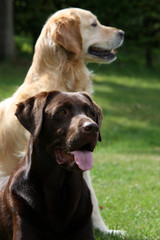 Labrador und Golden Retriever