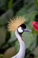 Southern Crowned Grey Crane Portrait
