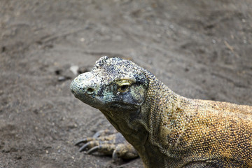 Huge monitor lizard -varan-on grey sand