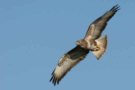 fliegender M&auml;usebussard