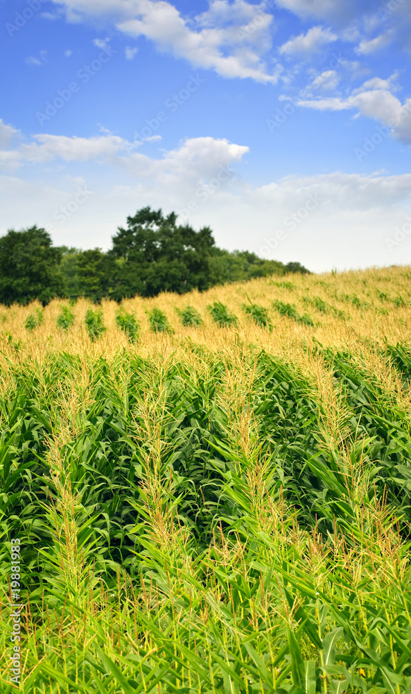 Wall mural corn field