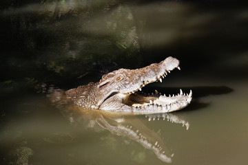 crocodiles