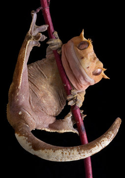 Crested Gecko