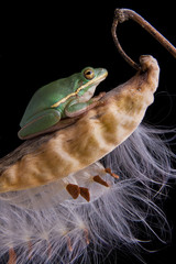 Resting green frog