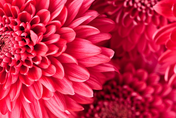 chrysanthemum