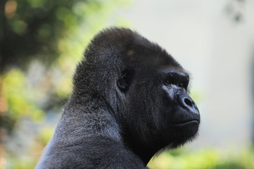 Gorilla
