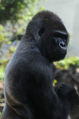 Gorilla