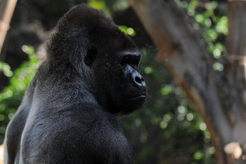 Gorilla