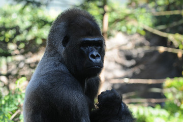 Naklejka premium Gorilla