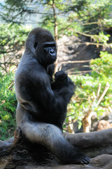 Gorilla