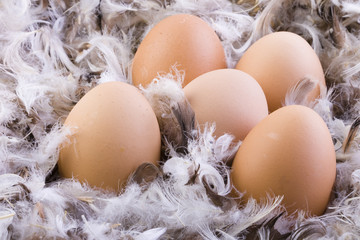 Eier auf Federn