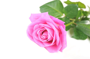 pink rose