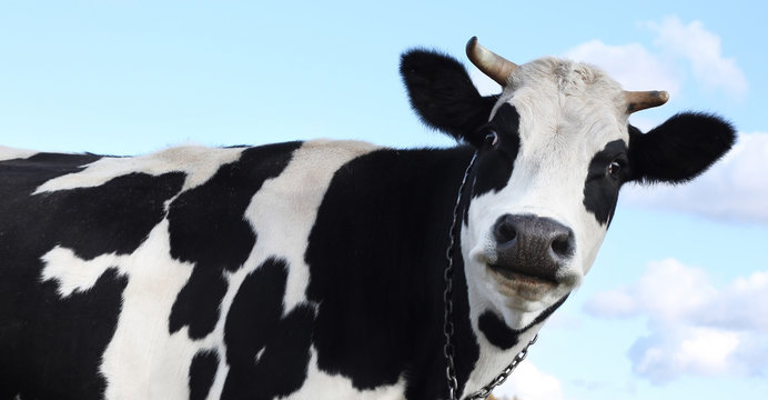 Cow