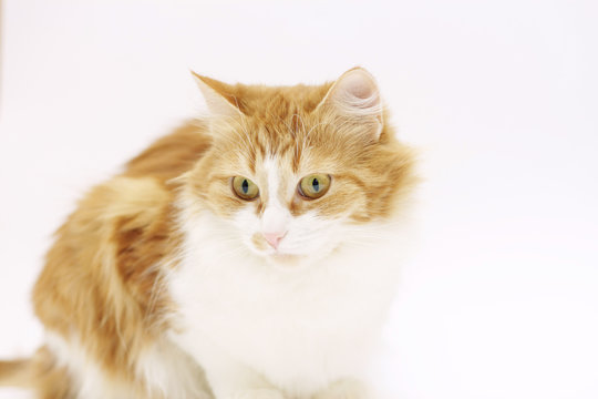 รูปภาพKat – เลือกดูภาพถ่ายสต็อก เวกเตอร์ และวิดีโอ28,811 | Adobe Stock