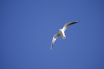 Seagull