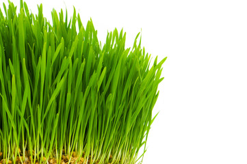 Green glass isolated on the white background