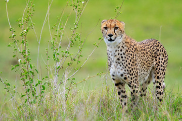 Cheetah