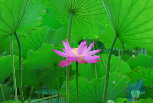 lotus