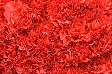 a background of a bunch of red carnations