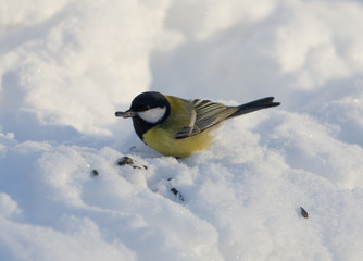 The titmouse on snow