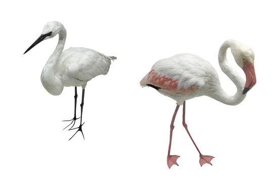 egret and flamingo