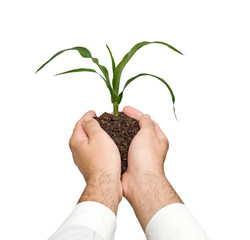 Farmer presenting corn shoot as a gift of agriculture