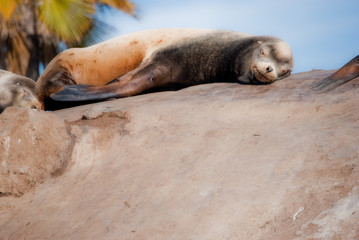 Sea lions sleeping at the beach.