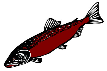 Atlantic salmon (Salmo salar dimock)